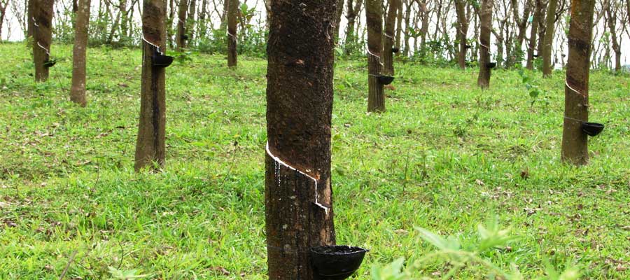 Kanjirappally-Rubber-Trees